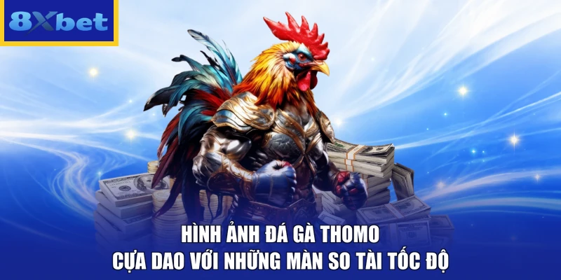 Hình ảnh đá gà Thomo cựa dao với những màn so tài tốc độ